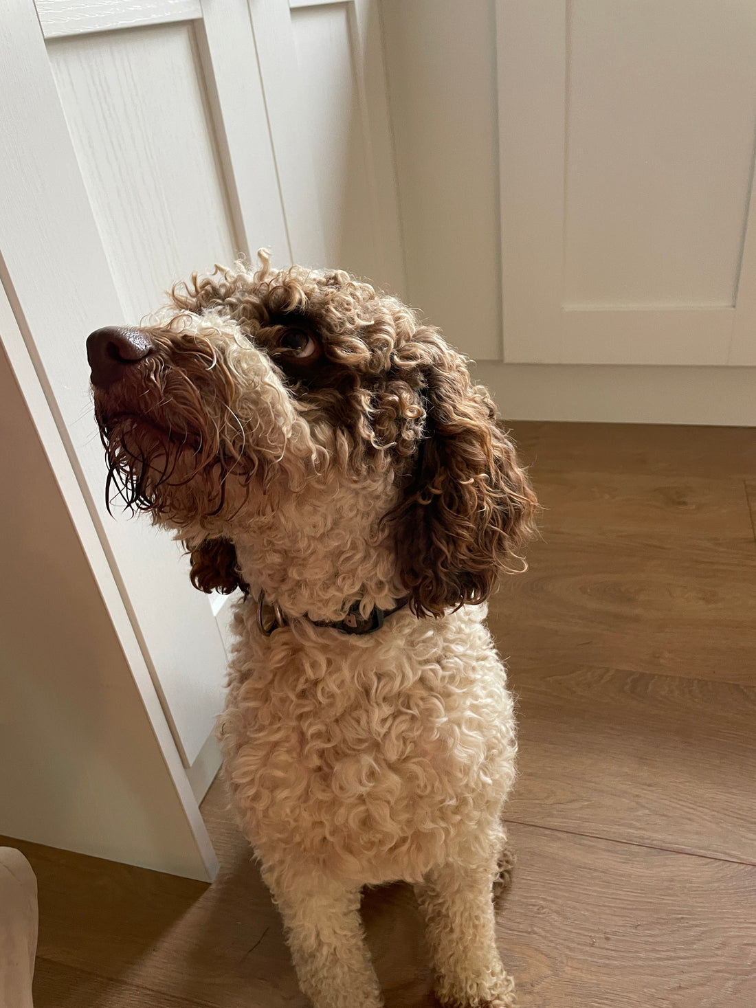 What’s Coming Next: Truffles, Michelin, and Ireland’s Food Revolution