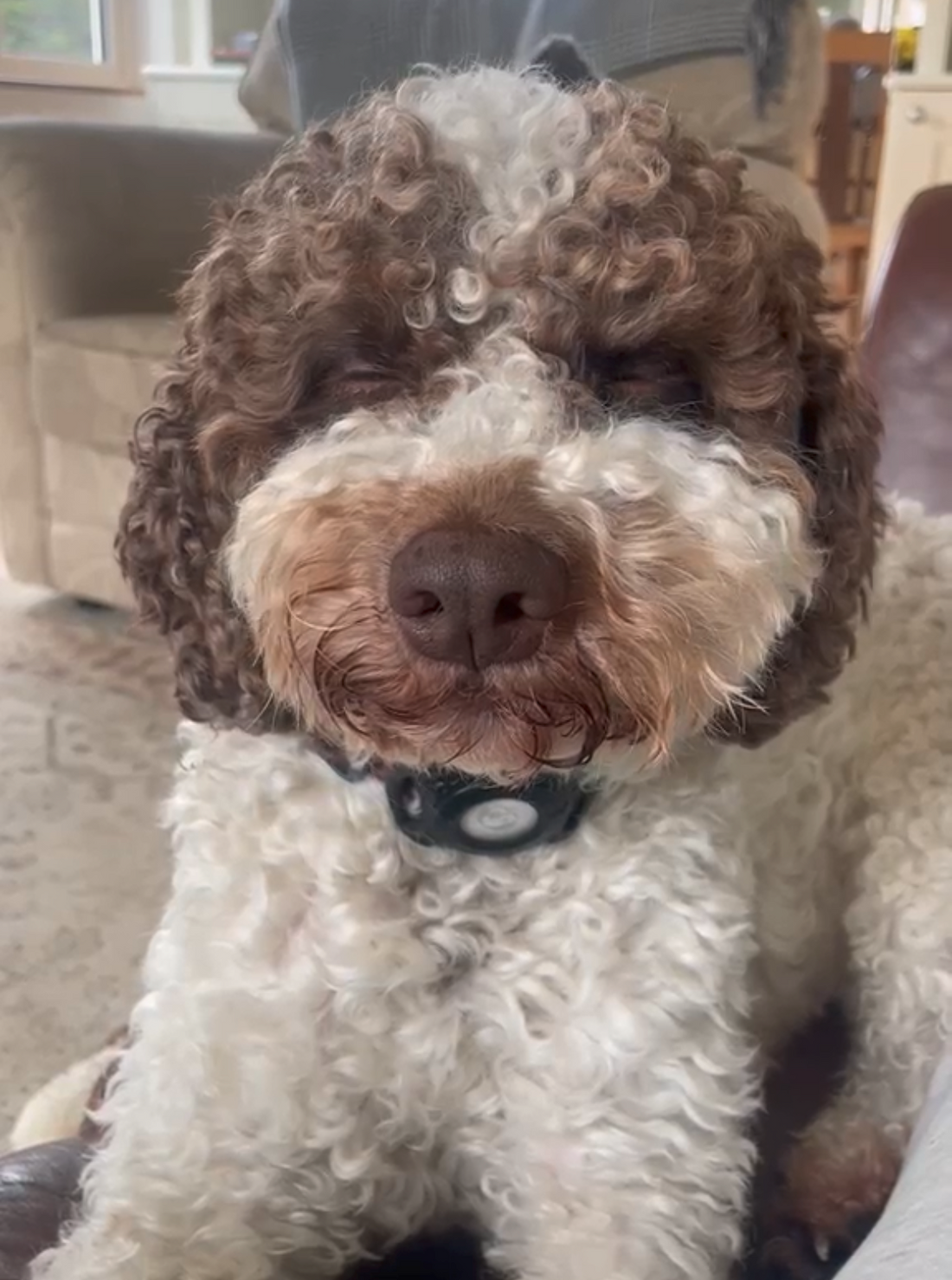 The Alchemy of Trufficulture: Why We Married Space-Age Tech with a Dog’s Nose