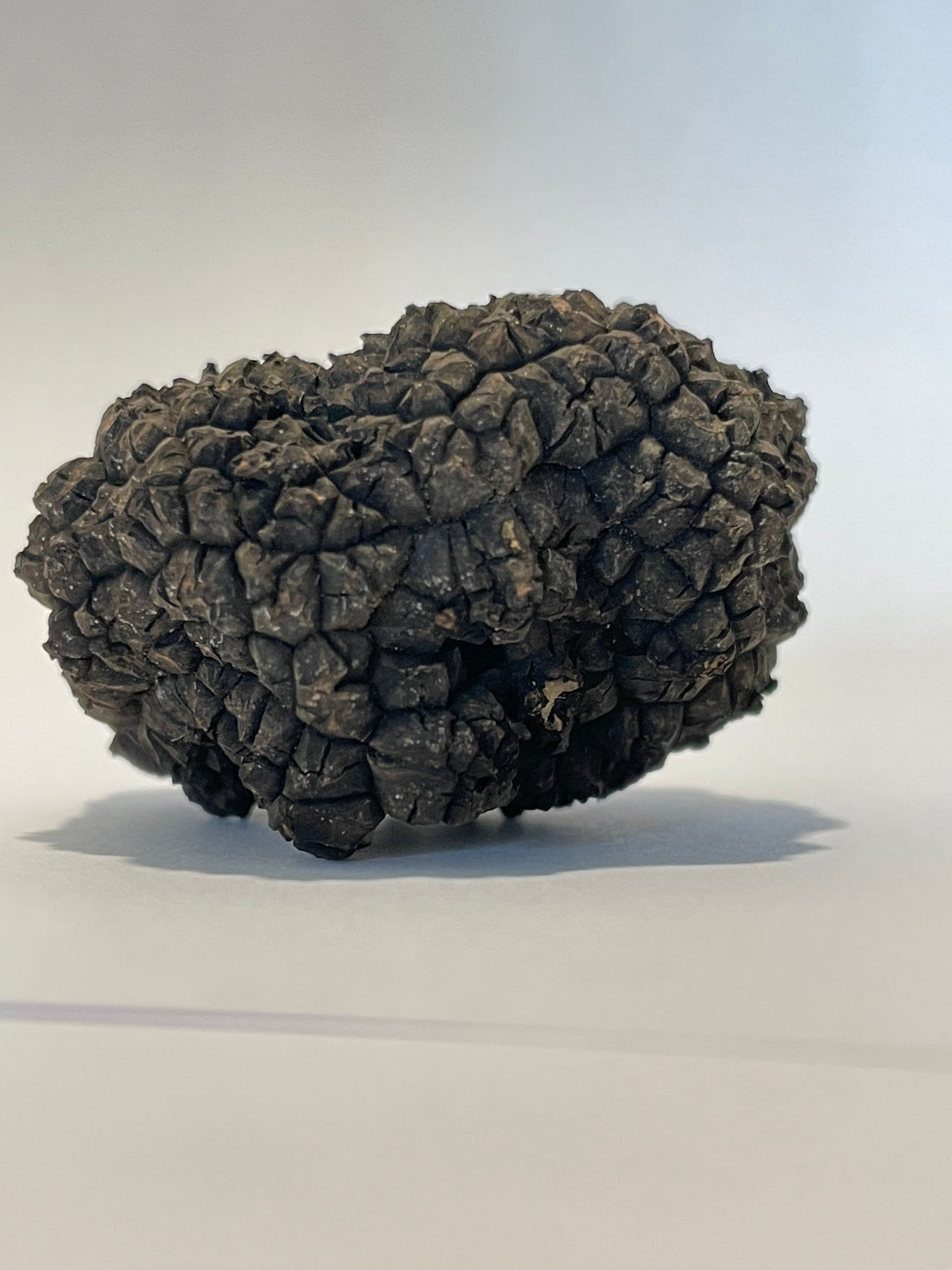 Hare Tree Truffles' First Big Season