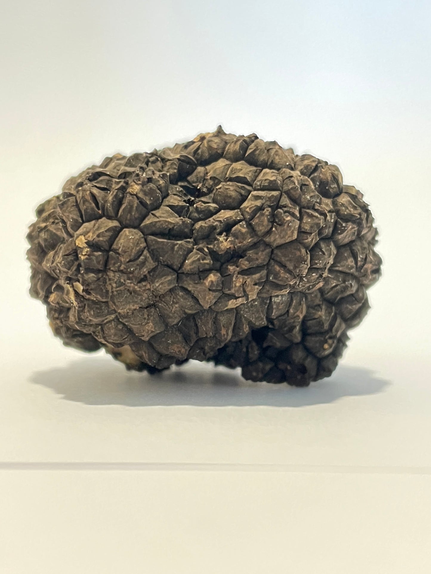 Fresh Irish Autumn Truffles (Tuber Uncinatum)